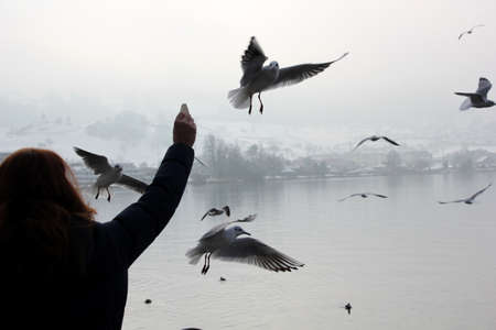 Feeding the birdsの写真素材