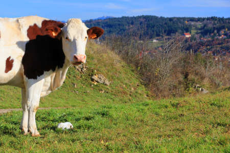 Happy Cowの写真素材