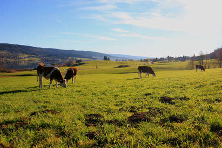 happy cowsの写真素材
