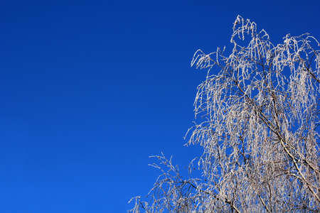 white tree and blue sky