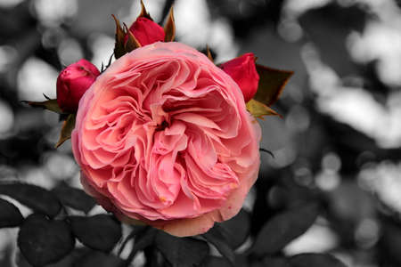 pink rose