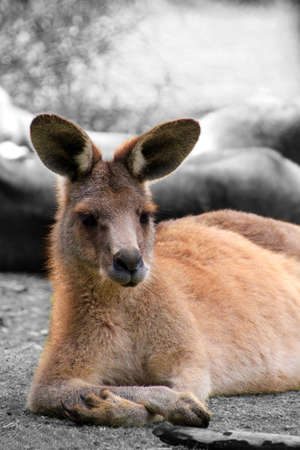 Relaxing Kangaroo