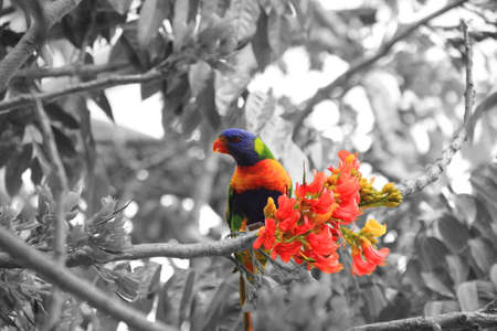 Rainbow Lorikeet in the tree