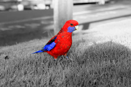 black and white image only the parrot is in color