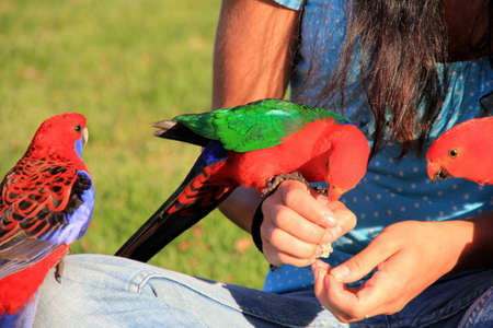 Feeding Parrotsの写真素材