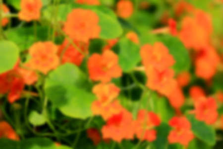 background of red flowersの写真素材