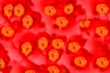 red flower Background Blurryの写真素材