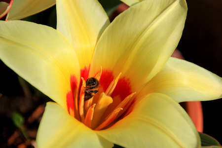 bee in a yellow tulipの写真素材
