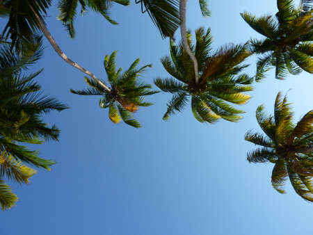 vacation under palms