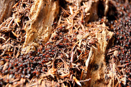 ant colonyの写真素材