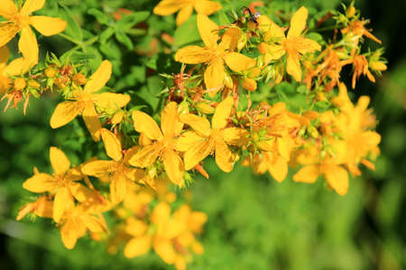 Yellow wildflower called St. John's Wortの写真素材