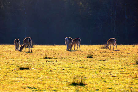 Group of grazing female deer in the morning sunの写真素材