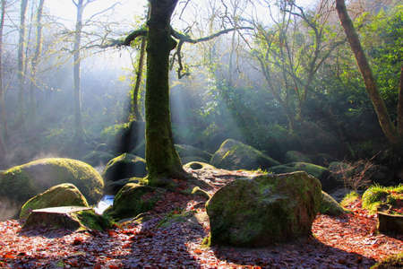 Forest in the morning sun in the magic forest of Huelgoatの写真素材