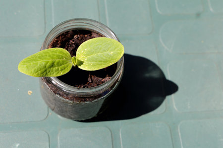 Young zucchini plant in a glass