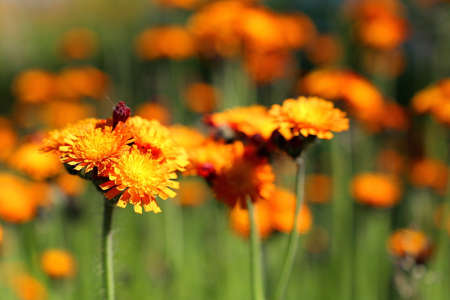 Orange summer flowerの写真素材
