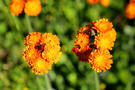 Orange summer flowerの写真素材
