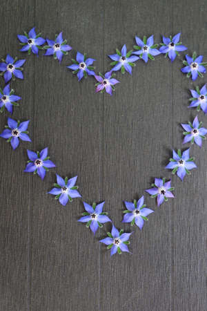 Blue borage flower forms a heart on a black backgroundの写真素材