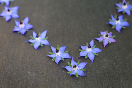 Blue borage flowers on a black backgroundの写真素材