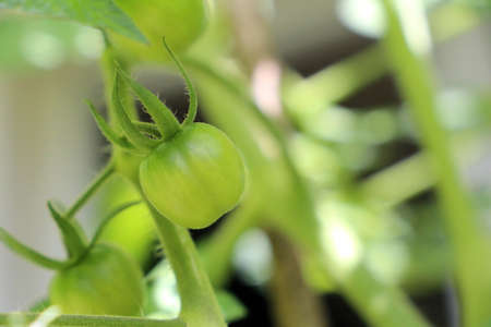 Green tomatoes on a tomato plantの写真素材