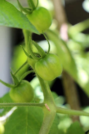 Green tomatoes on a tomato plantの写真素材