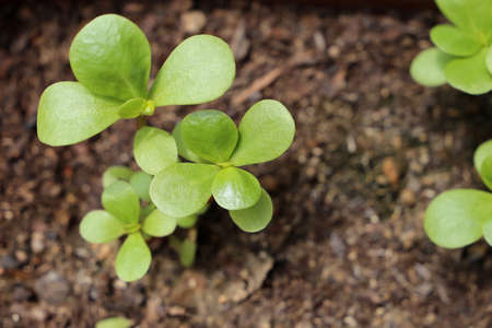Green portulaca growing in the gardenの写真素材