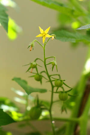 Tomato plant - from the flower to the fruitの写真素材