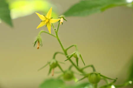 Tomato plant - from the flower to the fruitの写真素材