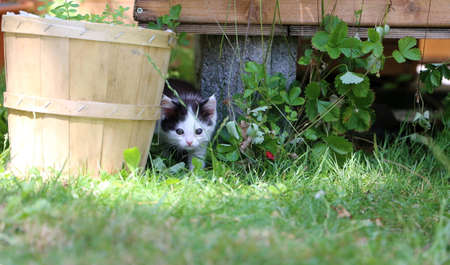 Cute black and white kitten is playing in the gardenの写真素材