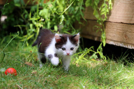Cute black and white kitten is playing in the gardenの写真素材
