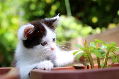 Cute black and white kitten is playing with a green garden plantの写真素材