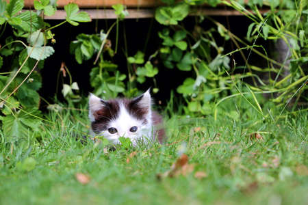 Cute black and white kitten is playing in the gardenの写真素材
