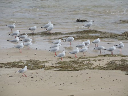 Group of seagulls. Bermagui, New South Wales, Australia