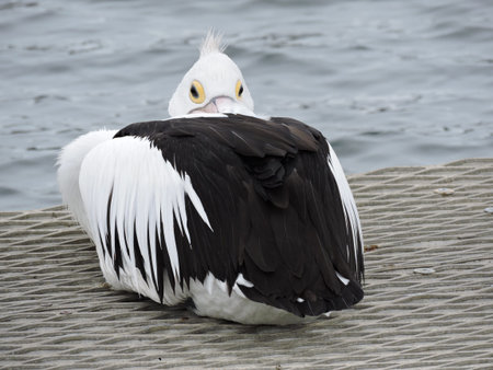 Pelican lying down. Narooma, New South Wales, Australiaの写真素材