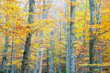 Fairy forestの写真素材