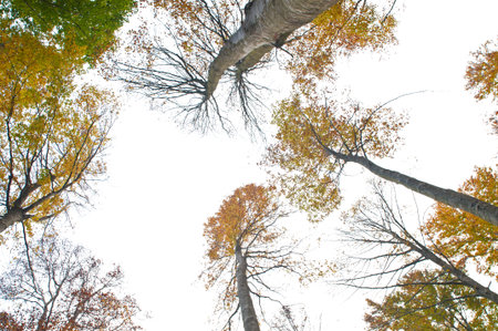 Beech forest (Fagus sylvatica) at Monte Amiata, Tuscany, Italy.