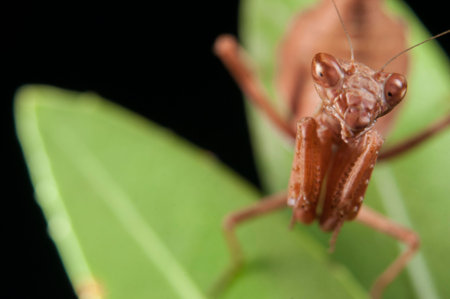 Europena dwarf mantis (Ameles spallanzania) on black background, Italy.