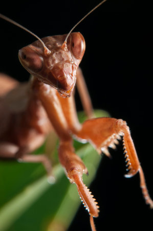 Europena dwarf mantis (Ameles spallanzania) on black background, Italy.