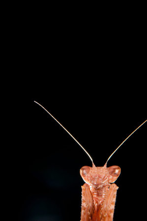Europena dwarf mantis (Ameles spallanzania) on black background, Italy.