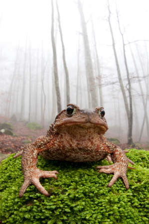 Common toad (Bufo bufo) in its habitat, a beech forest (Fagus sylvatica) at Monte Amiata, Tuscany, Italy.の写真素材
