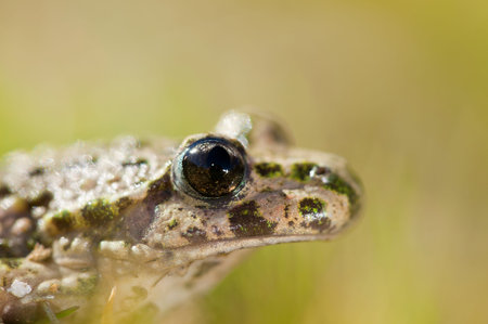 Portrait of a common parsley frog (Pelodytes punctatus), Liguria, Italy.