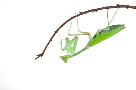 Giant Asian mantis (Hierodula sp.) On a white background