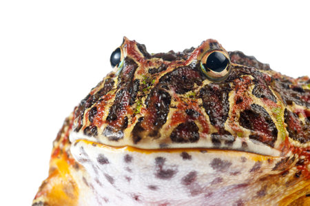 Argentine horned frog (Ceratophrys ornata) on white background