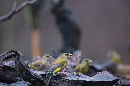 European greenfinch (Chloris chloris) in einter, Italy.の写真素材