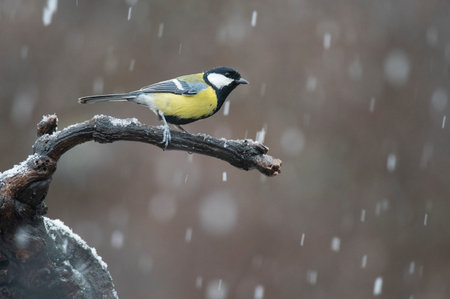 Great tit (Parus major) in winter, Italy.