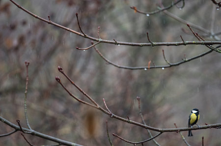 Great tit (Parus major) in winter, Italy.