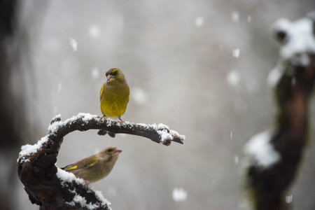 European greenfinch (Chloris chloris) in einter, Italy.