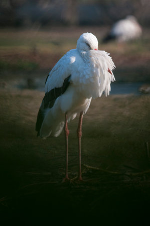 White stork (Ciconia ciconia), Italy.の写真素材