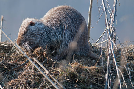 Coypu (Myocastor coypus), Italy.