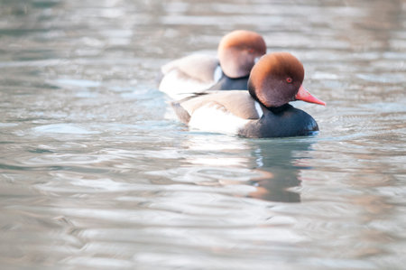 Red-crested pochard (Netta rufina) male in winter, Italy.の写真素材