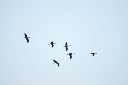 Common crane (Grus grus) migration, Italy.の写真素材